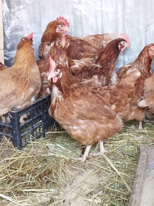 Продам куры домашние