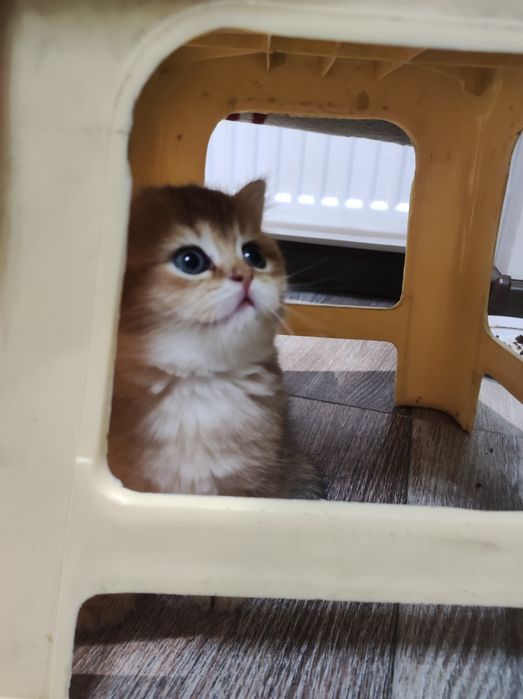 Sotiladi, Britanskiy zolotaya shinshilla