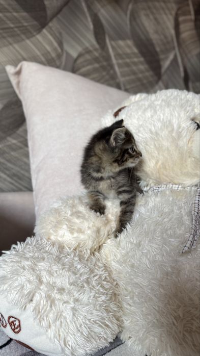 Отдам котят, мальчик и девочка !