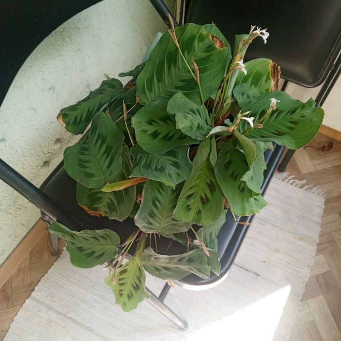 Продам Комнатные цветы