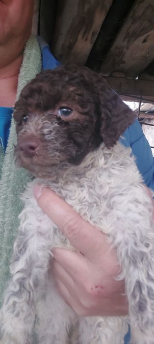 Fetiță Lagotto romagnolo