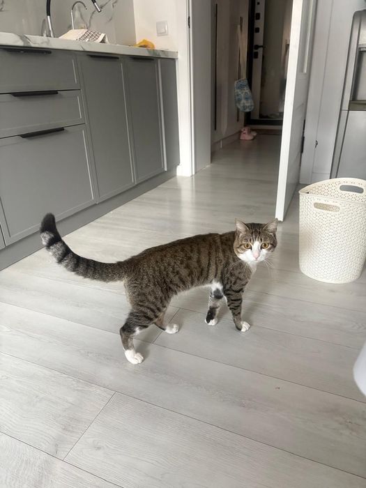 Домашний питомец. Очень хороший