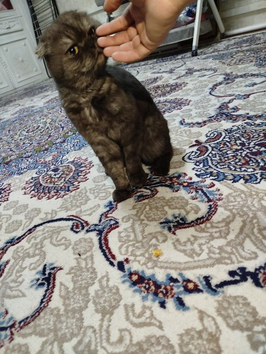 Scottish Fold mushuk sroshno sotladi