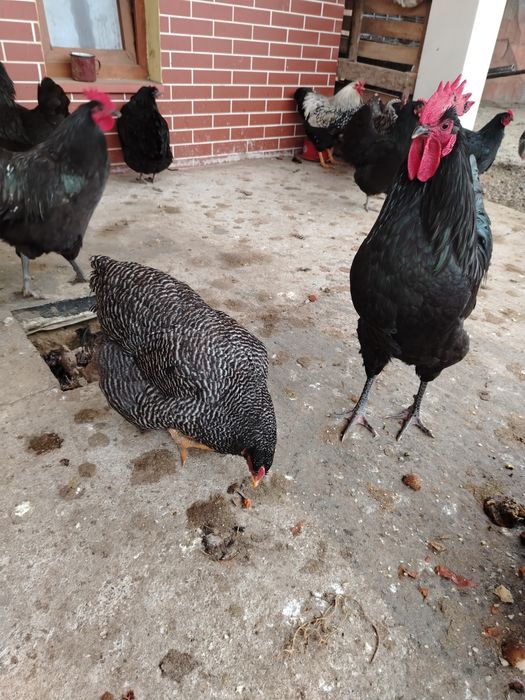 Oua Australorp pentru incubat