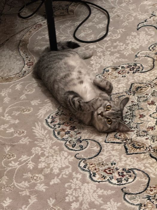 Кошка британская полосатая