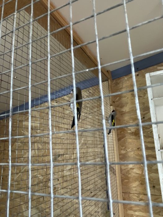 Продам певчих птиц