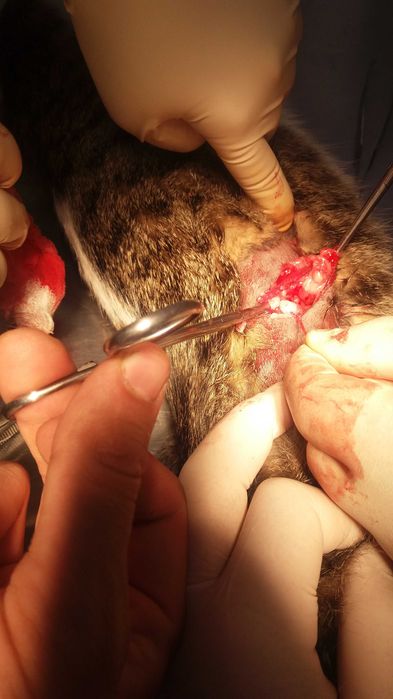 Veterinary Treatment for pets