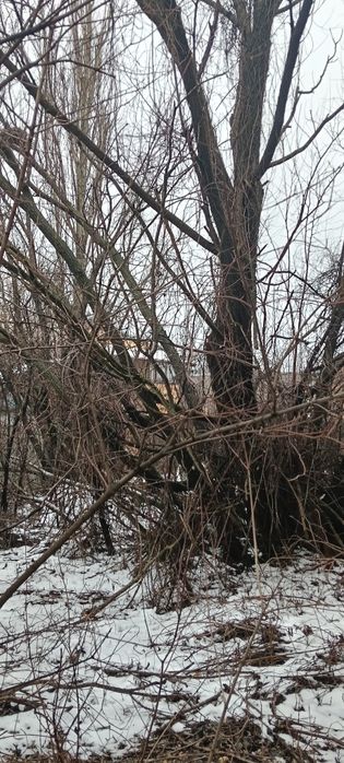 Lemne de foc sec2  de vânzare