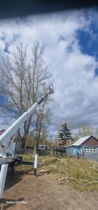 Спил деревьев спил дерева