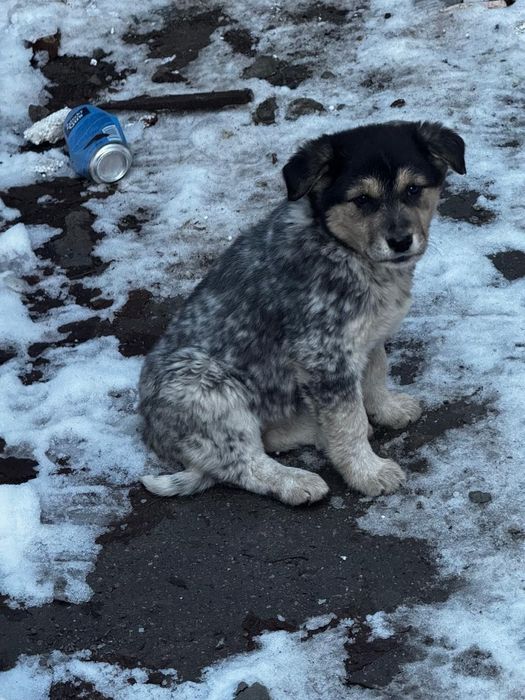 Щенки/ щенок в добрые руки бесплатно