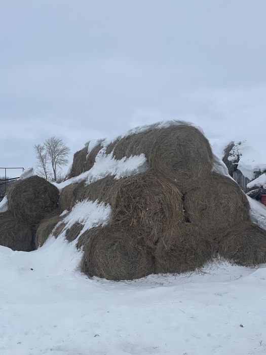 Продам сено разнотравия перемешку