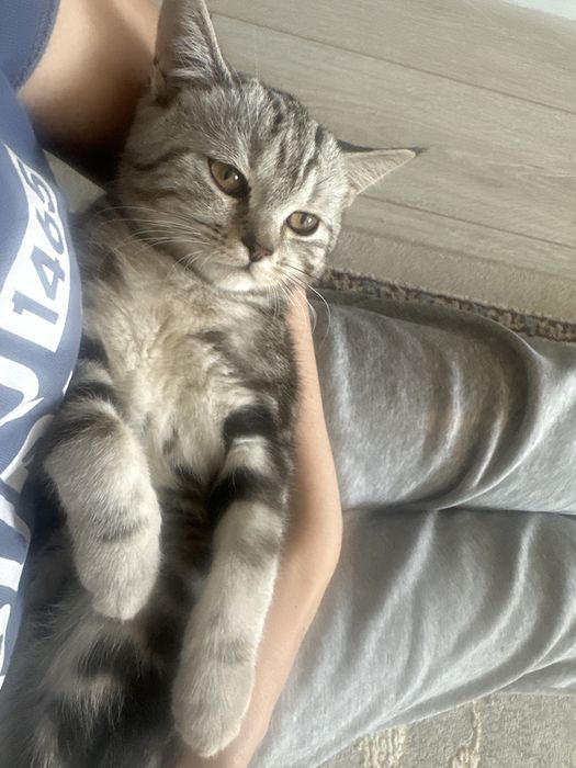 Кошка шотланскийй