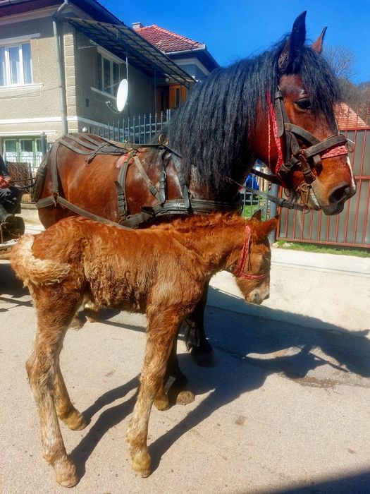 De vânzate Iapa de 5 ani, are O mânza de 10 zile.