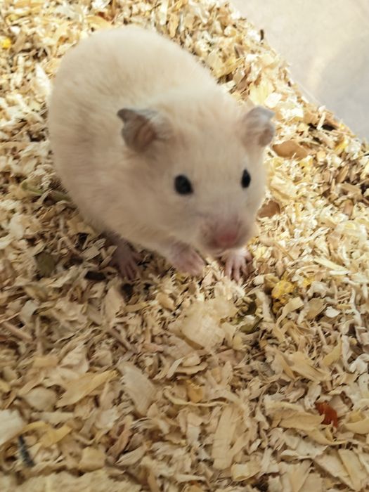 Donez PUI de hamsteri sirieni