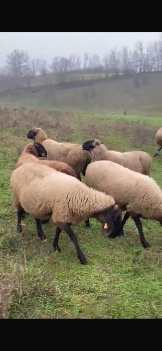 Vând oi carabasa cu cap negru de Teleorman