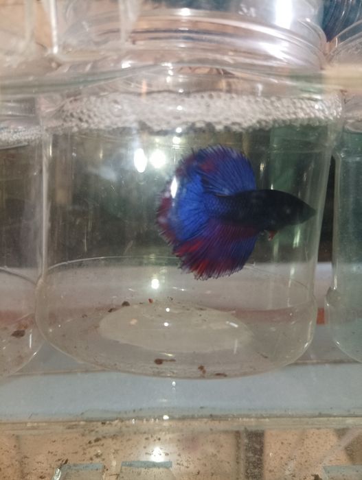 Петушок балик месний