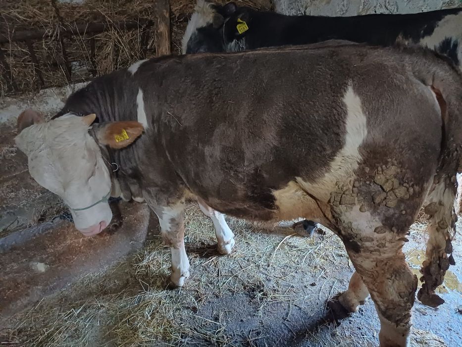 Vând trei viței frumoși