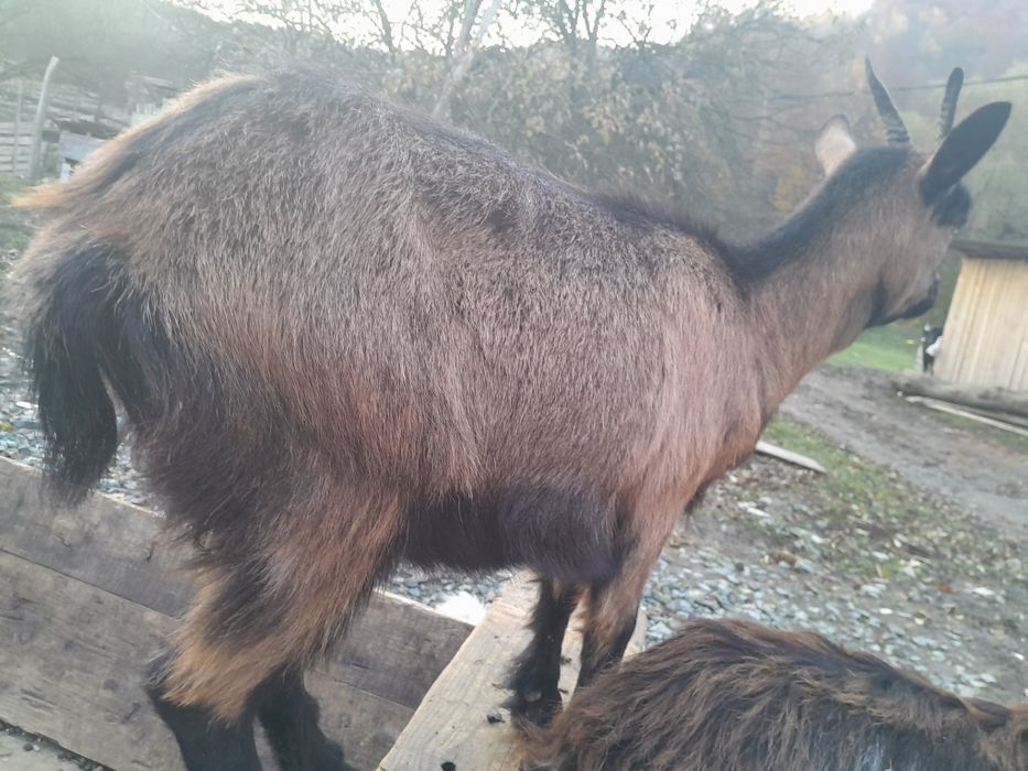 Vand o caprà care fatà mai tarziu si una fàtatà cu o iedutà