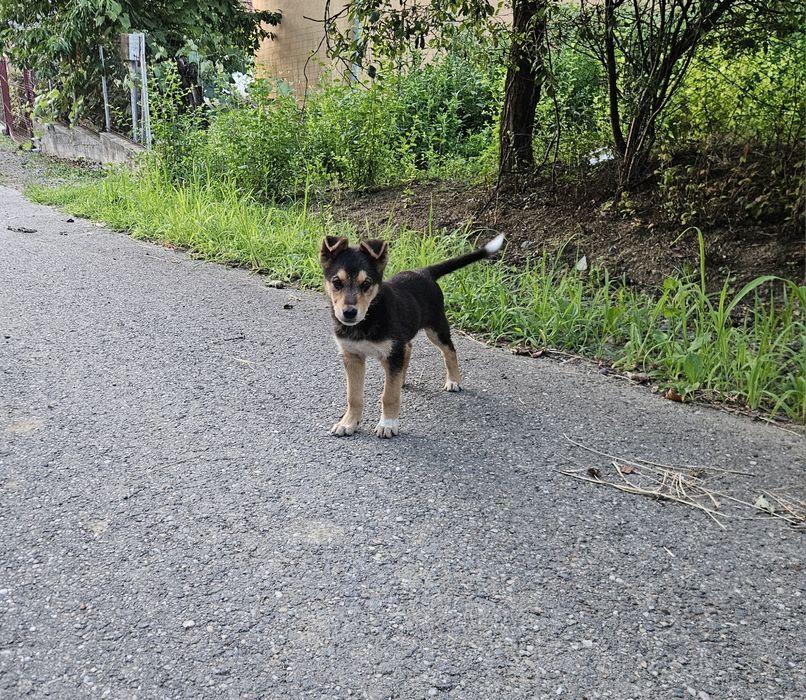 Donez cățeluși metiș