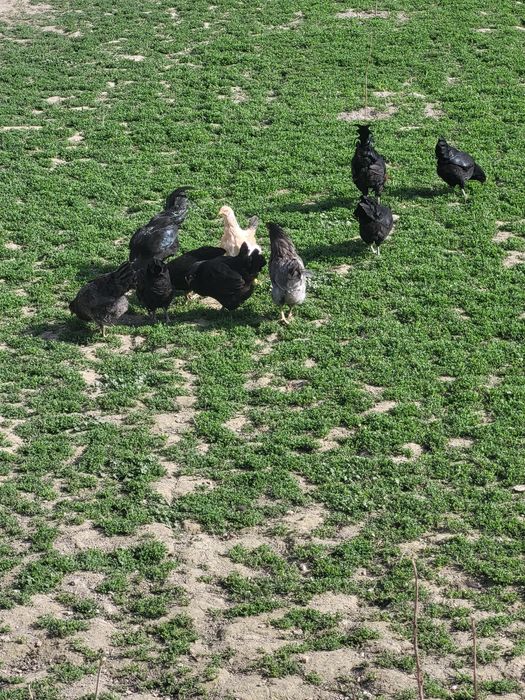 Tovuq, xoʻroz sotiladi