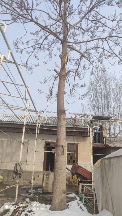 Pavloniya daraxti 5yillik