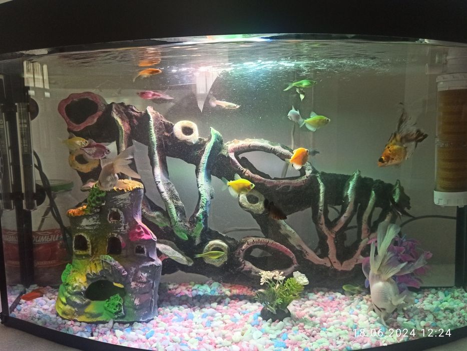 Akvarium va baliqlar sotladi