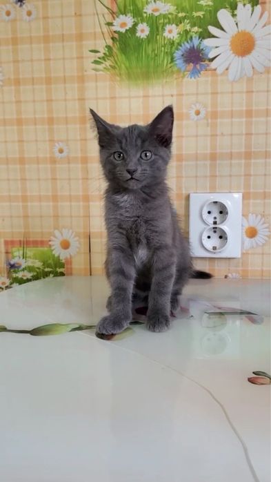 Отдам в заботливые руки