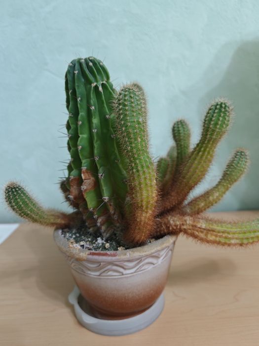 Продам кактусы, цветут.