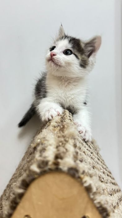 Котёнок в хорошие руки