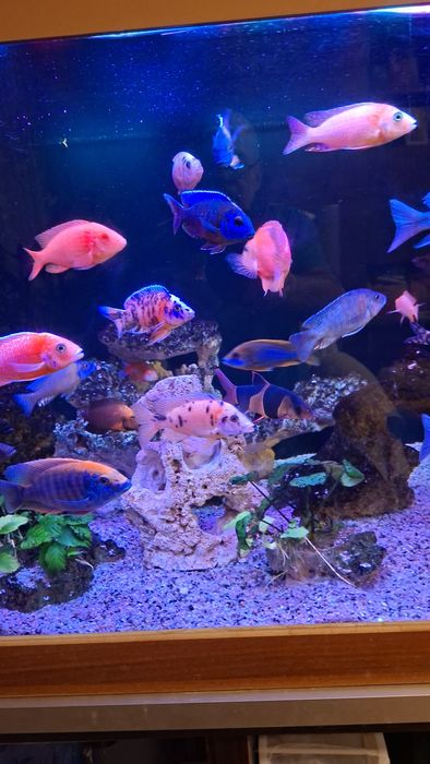 Продавам цихлиди