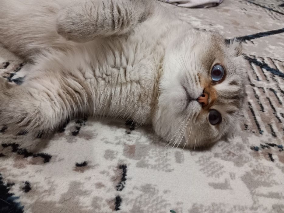 Ищем кошку для вязка