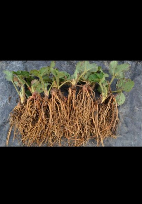 Клубничка ремонтантные