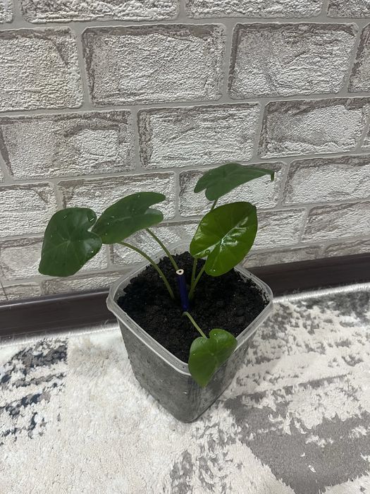 Алоказия (слоновое ухо)