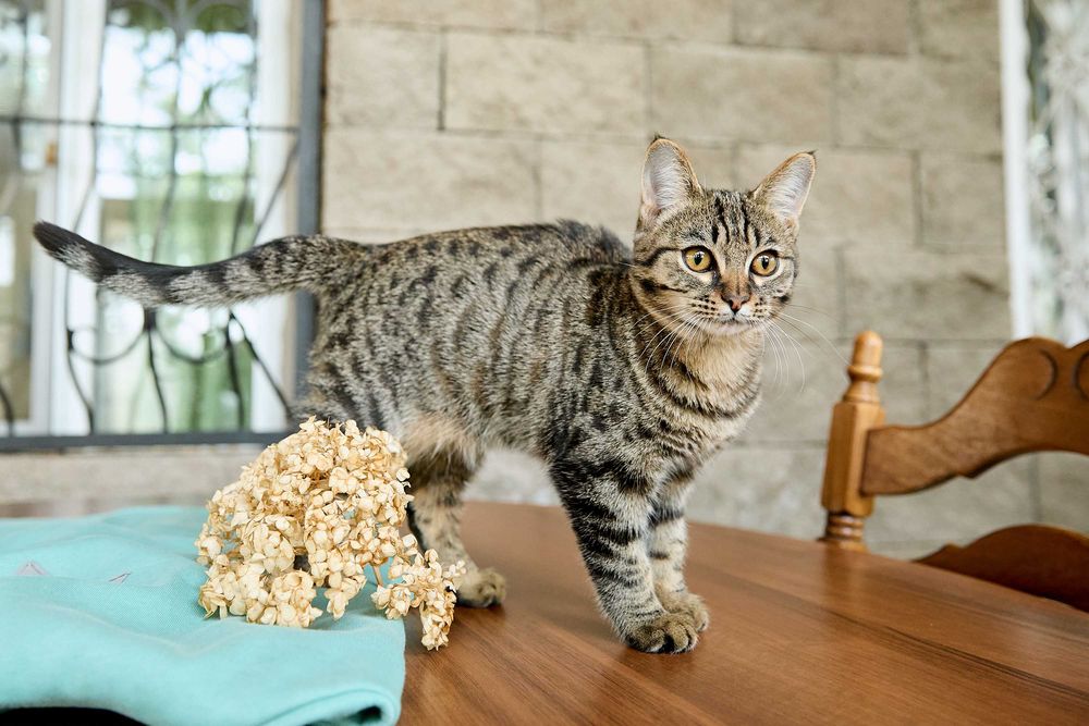 Миниатюрная кошечка, 1  год 3 месяца, девочка