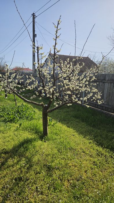 Taieri de fructificare si formare pomi fructiferi
