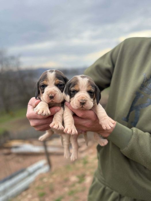 Vând fetite beagle