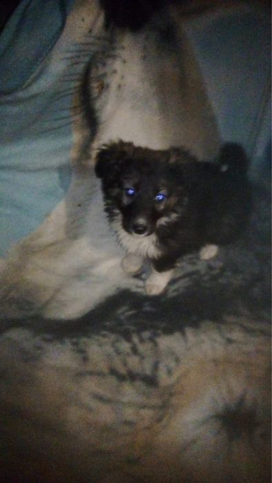 Щенок.2,5 месяца.Девочка.