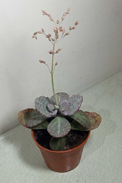 Продам. Каланхоэ хумилис.