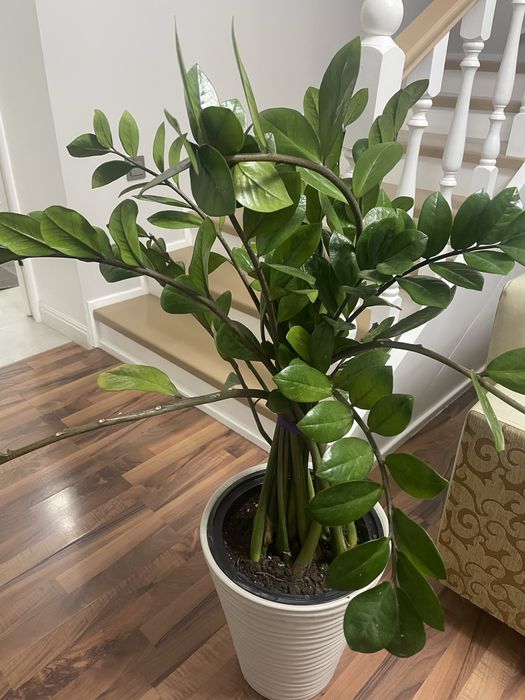 Замиокулькос продам