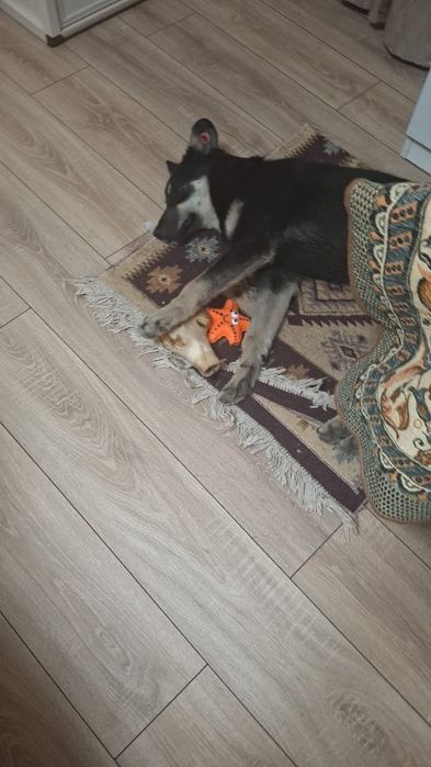 Собака в добрые руки