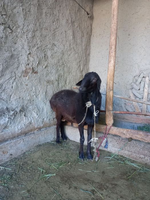 2dona boqilgan quchqor sotaman