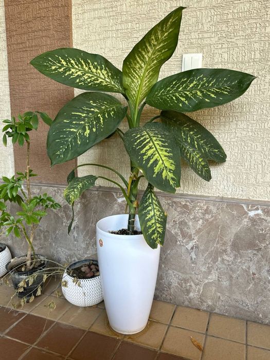 Monstera va difenbahiya