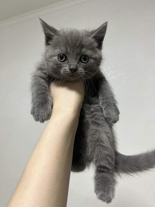 Котенок, девочка шот