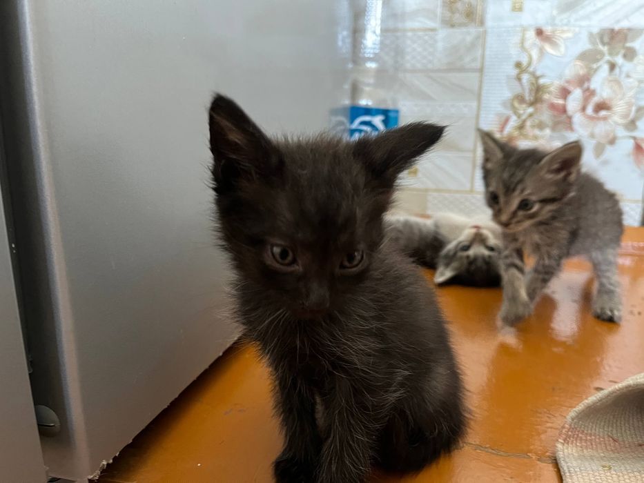 Отдам котят в добрые руки