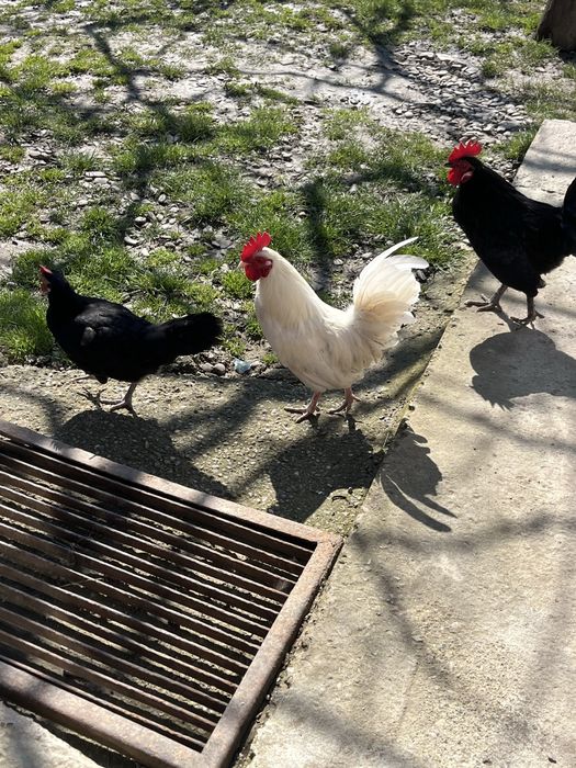 Vand cocosi de gaina pitica