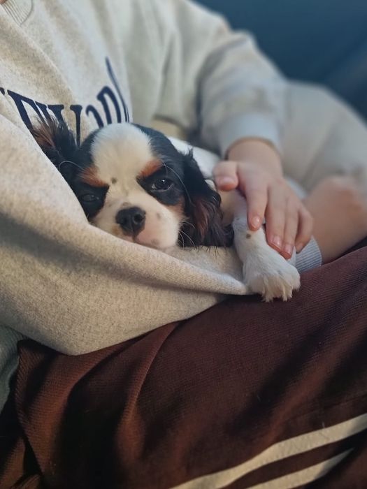 Кавалер кинг Чарльз спаниель девочка