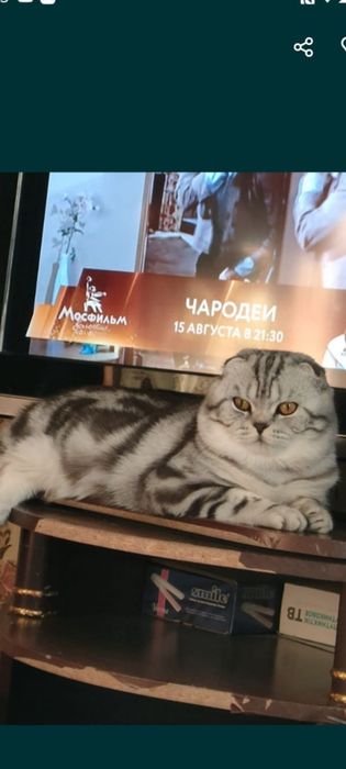 Продам вислоухого шотландского котика.