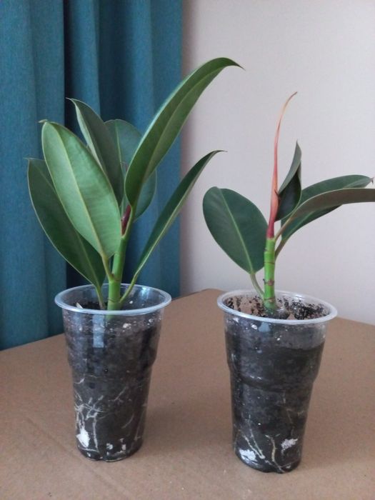 Герань,  толстянка