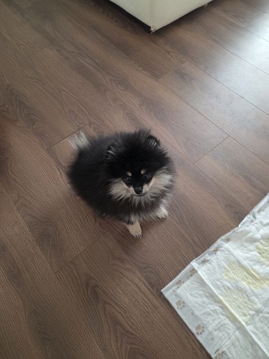 Продам щенка шпица