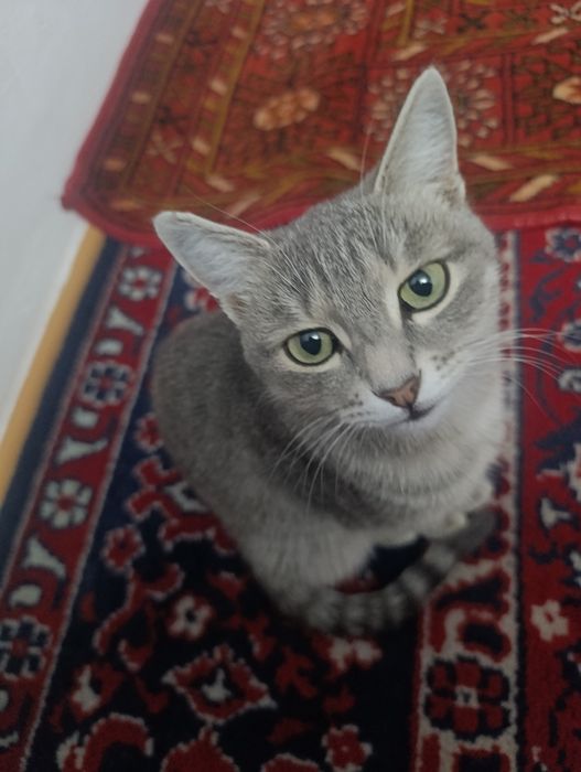 Кошка отдаю в хорошие руки
